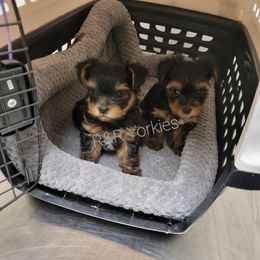 Yorkshire Terrier Puppies from R&R Yorkies of San Antonio