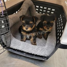Yorkshire Terrier Puppies from R&R Yorkies of San Antonio