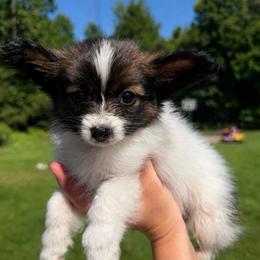 Rocket - White and sable male Papillon puppy in Coatesville, Indiana from Wendy’s Wings