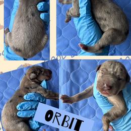 ORBIT - Brindle male Great Dane puppy in Wellsville, New York from Prophecy Danes