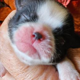 Dreamy - Black and white female Shih Tzu puppy in Sanger, California from Hillsides Shih-Tzu