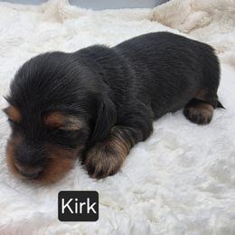Kirk - Black and tan male Dachshund puppy in Dade City, Florida from Kingpindoxies