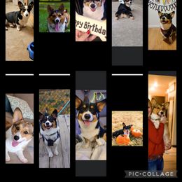 Pembroke Welsh Corgi Puppies from 3k Corgis