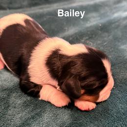 Bailey - Tri-color female Cavalier King Charles Spaniel puppy in Lawton, Oklahoma from Wild Wishes Cavaliers