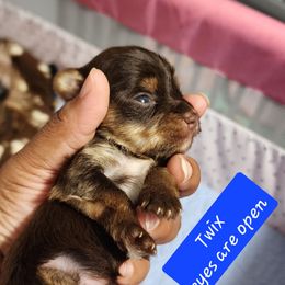 Boy 4 - Parti male Yorkshire Terrier puppy in Newport News, Virginia from Ty-Shea Designs Yorkies and More LLC