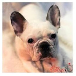 French Bulldogs from Blue Ivy Frenchies