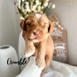 Crumble - Caramel male Australian Labradoodle puppy in Palmdale, California from Heavenly Doodles