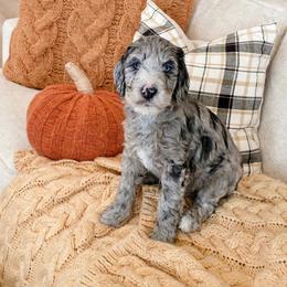 Spice - Blue merle female Sheepadoodle puppy in Austin, Texas from Darling Doodles