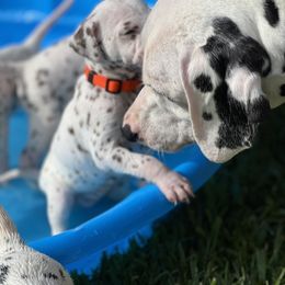 Dalmatian Puppies from Louisiana Roux Dalmatians