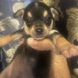 RICO - Cream and white male Chihuahua puppy in Polo, Missouri from Blue Tails Farm