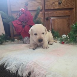 Beau - Labrador Retriever puppy from Marlene's Labrador Retrievers