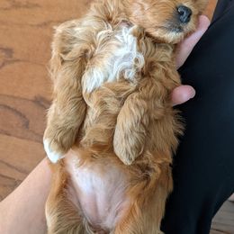 Cavapoo Puppies from Carolina Springs Breeding