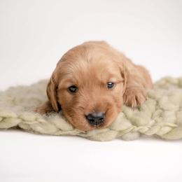 Cole - Dark golden male Golden Retriever puppy in Buhl, Idaho from Atkinson's Goldens
