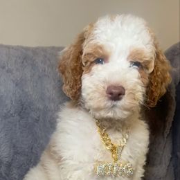 King - Parti male Goldendoodle puppy in Lancaster, California from Kid's Best Doodle