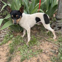 Toy Fox Terrier All Grown Up from Foxridge Farms