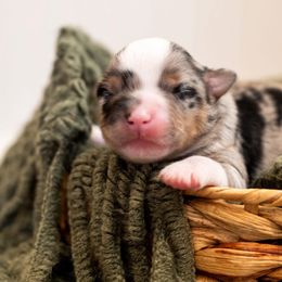 UCi - Blue merle female Miniature American Shepherd puppy in Groesbeck, Texas from Epic Miniature American Shepherds