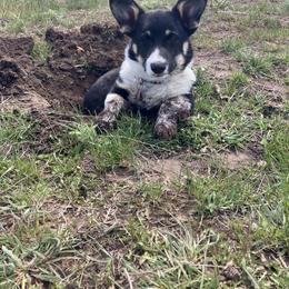 Pembroke Welsh Corgi Puppies from Maria's Pembroke Welsh Corgis
