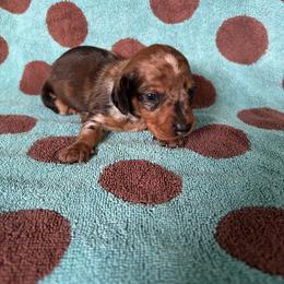 Ocean - Dapple female Dachshund puppy in Opelika, Alabama from Dachshund Darlins