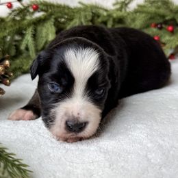 Cedar - Black tri male Miniature American Shepherd puppy in Idaho Falls, Idaho from Sugartop Minis