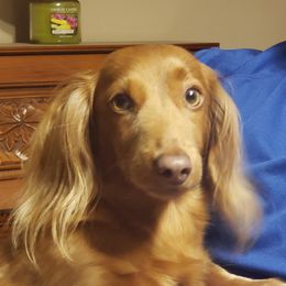 Bella - Dachshund