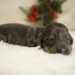 Bella - Blue and tan female Dachshund puppy in Chillicothe, Ohio from Brittney's Dachshunds