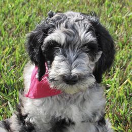 Bernedoodle and Goldendoodle Puppies from Beach Creek Kennel