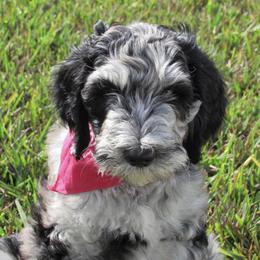 Bernedoodle and Goldendoodle Puppies from Beach Creek Kennel
