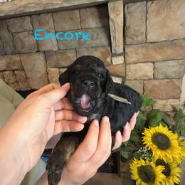Encore - Phantom male Goldendoodle puppy in Sanderson, Florida from Serenity Goldendoodles
