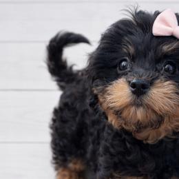 Cavapoos from Lesley Payne