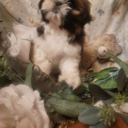 Axel - Red and white male Shih Tzu puppy in Ontario, Oregon from Keeper of the Stars