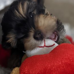 Yorkshire Terrier Puppies from Gina's Yorkshire Terriers