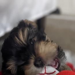Yorkshire Terrier Puppies from Gina's Yorkshire Terriers