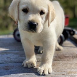 Blue Collar - Labrador Retriever puppy in Greensburg, Kentucky from Paws Farm Retrievers