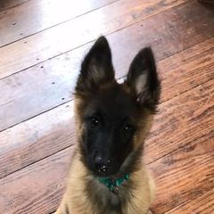 Belgian Tervuren from Firefly Belgian Tervuren