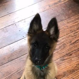 Belgian Tervuren from Firefly Belgian Tervuren