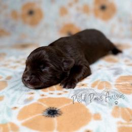 Lily - Red tri female Toy Australian Shepherd puppy in Liberty Hill, Texas from Pistol Paws Aussies