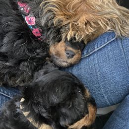 Welsh Terrier Puppies from Snow Dragon Welsh Terriers