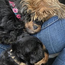Welsh Terrier Puppies from Snow Dragon Welsh Terriers