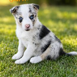 Meatlug - Blue merle female Border Collie puppy in Sanger, California from Flying M Cactus Ranch Buddies