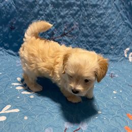 Jake - Apricot male Assorted Doodle Crosses puppy in Hollywood, Florida from Merlin’s Kennel