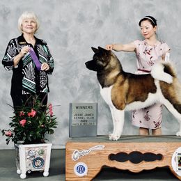 Akita All Grown Up from Aces-Up Akitas