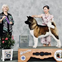 Akita All Grown Up from Aces-Up Akitas