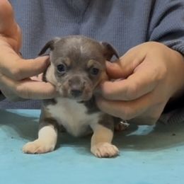 Repo - Blue and white male Teddy Roosevelt Terrier puppy in Cumming, Georgia from Barnett’s Rambling Terriers