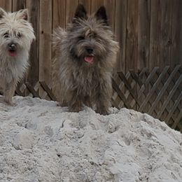 Cairn Terrier Puppies from Ferguson's Cairn Terriers