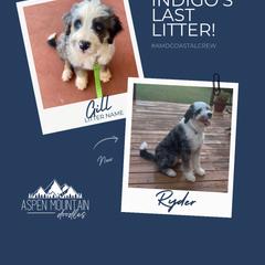 Assorted Doodle Crosses, Aussiedoodle, Australian Mountain Doodle, and Miniature Australian Shepherd Puppies from Aspen Mountain Doodles LLC