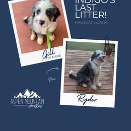 Assorted Doodle Crosses, Aussiedoodle, Australian Mountain Doodle, and Miniature Australian Shepherd Puppies from Aspen Mountain Doodles LLC