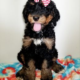 Bernedoodle Puppies from Rose River Farms