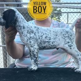 Yellow Boy - Black and white male German Shorthaired Pointer puppy in Dearborn, Missouri from Hardwood Kennels