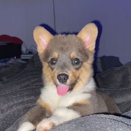 American Corgi puppies from Grassy Lake Corgis