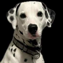 Charlie - Dalmatian